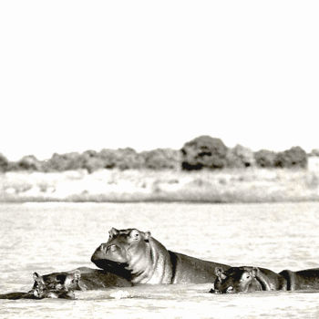 Photographie intitulée "Hippopotames sur le…" par Claude Guillemet, Œuvre d'art originale, Photographie non manipulée