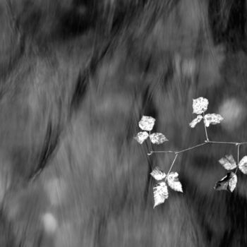 摄影 标题为“Comme une Branche..…” 由Philippe Berthier, 原创艺术品, 数码摄影