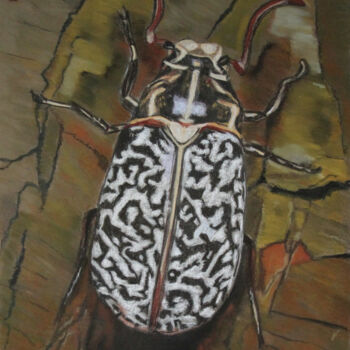 Peinture intitulée "Le hanneton des pins" par Catherine Costet (Lccat), Œuvre d'art originale, Pastel