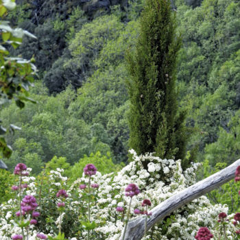 Photographie intitulée "Montagne Fleurie" par Alain Brasseur, Œuvre d'art originale