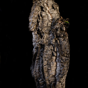 Fotografia intitolato "L'esprit du chêne" da Isabelle Pautrot, Opera d'arte originale, Fotografia digitale