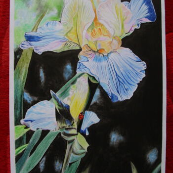 Drawing titled "Fleur Iris" by Franck Lepeuple, Original Artwork, Pastel