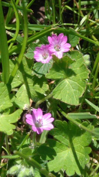 Petit Geranium Sauvage