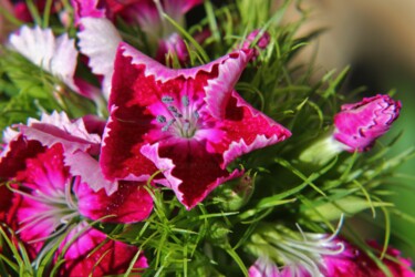 Photography titled "Sweet William" by Elke Matthaeus, Original Artwork