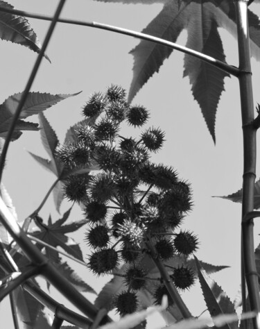 Photography titled "Castor bean plant" by Elke Matthaeus, Original Artwork