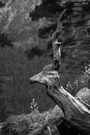 Photographie intitulée "Antilope NB" par Isabelle Pautrot, Œuvre d'art originale