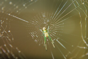 Photography titled "Spider in its net" by Elke Matthaeus, Original Artwork