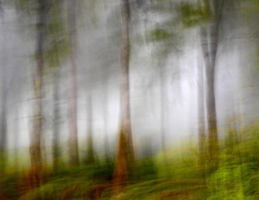 Quelque Part dans un bois......... Photography titled "Quelque Part dans u…" by Philippe Berthier, Original Artwork, Digital Photography