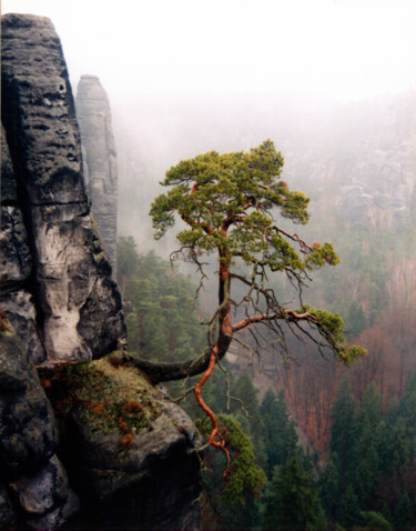 Fotografie mit dem Titel "bonsai" von Patrick Carré, Original-Kunstwerk