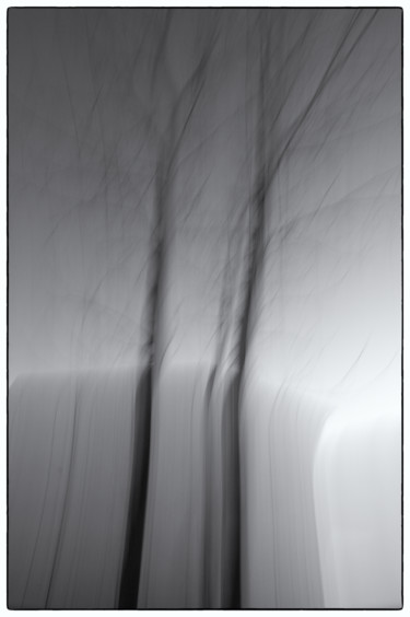 Due alberi