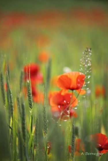 Photographie intitulée "Coquelicots" par Alain Bernegger, Œuvre d'art originale