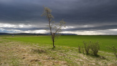 Fotografie mit dem Titel "Grüner Sonnenschein" von Manfred Hoppe, Original-Kunstwerk