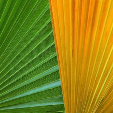 제목이 "Layered Palm Fronds"인 사진 Florene Welebny로, 원작, 조작되지 않은 사진