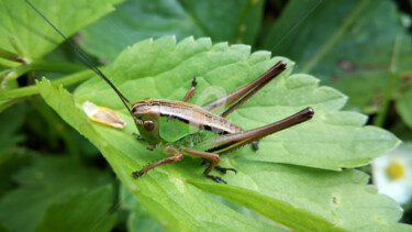 Fotografía titulada "Grasshoper" por Kristian Serbak, Obra de arte original, Fotografía digital