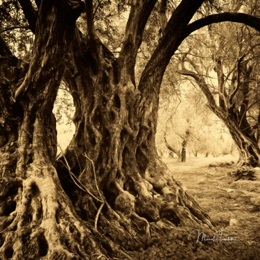 Old olive trees - 1 Photographie intitulée "Old olive trees - 1" par Manolis Tsantakis, Œuvre d'art originale, Photographie numérique