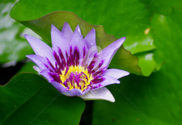 Violet royal