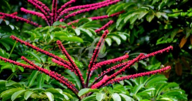 Curiosité florale des tropiques