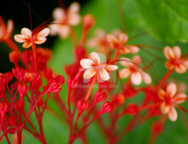 Rouge passion