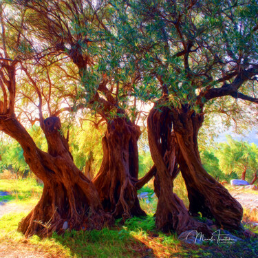 Centuries-old olive tree Photographie intitulée "Centuries-old olive…" par Manolis Tsantakis, Œuvre d'art originale, Photographie numérique
