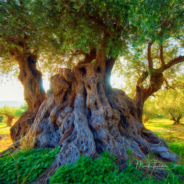 Centuries-old olive tree -2 Photographie intitulée "Centuries-old olive…" par Manolis Tsantakis, Œuvre d'art originale, Photographie numérique