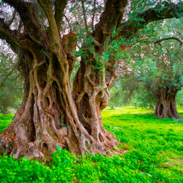 Centuries-old olive tree -3 Photographie intitulée "Centuries-old olive…" par Manolis Tsantakis, Œuvre d'art originale, Photographie numérique