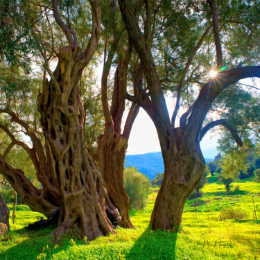 Old olive tree - 4 Photography titled "Old olive tree - 4" by Manolis Tsantakis, Original Artwork, Digital Photography