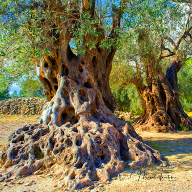 Old olive trees - 5 Photographie intitulée "Old olive trees - 5" par Manolis Tsantakis, Œuvre d'art originale, Photographie numérique