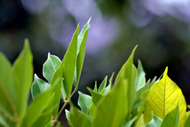 Photographie intitulée "Feuilles de jardin…" par Muriel Cayet, Œuvre d'art originale