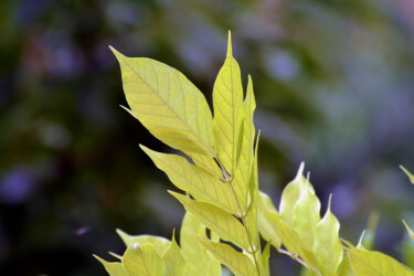 Photographie intitulée "Feuilles de jardin…" par Muriel Cayet, Œuvre d'art originale