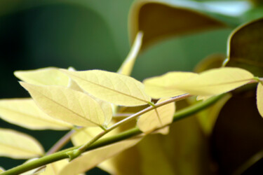 Photographie intitulée "Feuilles de jardin…" par Muriel Cayet, Œuvre d'art originale