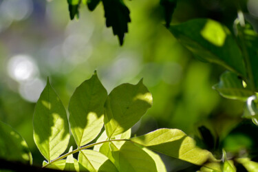 Photographie intitulée "Feuilles de jardin…" par Muriel Cayet, Œuvre d'art originale