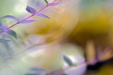 Photographie intitulée "Feuilles de jardin…" par Muriel Cayet, Œuvre d'art originale