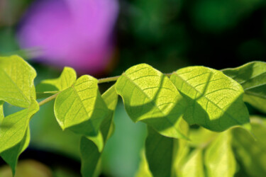 Photographie intitulée "Feuilles de jardin…" par Muriel Cayet, Œuvre d'art originale