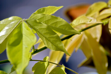 Photographie intitulée "Feuilles de jardin…" par Muriel Cayet, Œuvre d'art originale