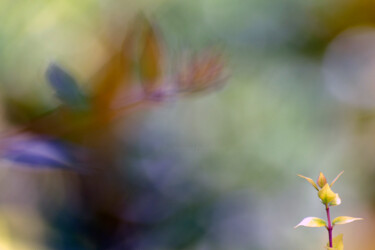 Photographie intitulée "Feuilles de jardin…" par Muriel Cayet, Œuvre d'art originale