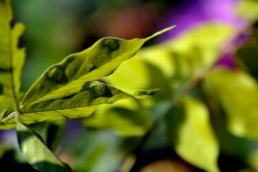 Photographie intitulée "Feuilles de jardin X" par Muriel Cayet, Œuvre d'art originale