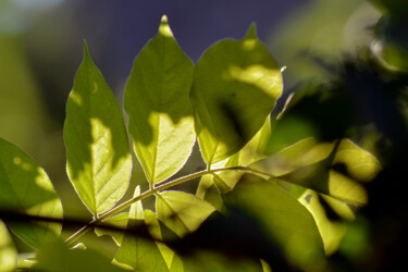 Photographie intitulée "Feuilles de jardin…" par Muriel Cayet, Œuvre d'art originale