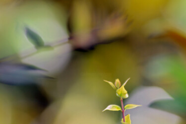 Photographie intitulée "Feuilles de jardin…" par Muriel Cayet, Œuvre d'art originale