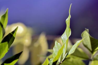 Photographie intitulée "Feuilles de jardin…" par Muriel Cayet, Œuvre d'art originale
