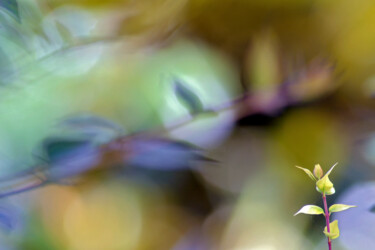 Photographie intitulée "Feuilles de jardin" par Muriel Cayet, Œuvre d'art originale