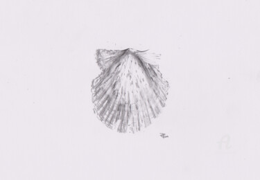 Dessin intitulée "Concha" par Constance Robine, Œuvre d'art originale, Graphite