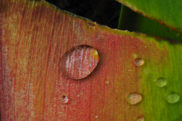 Fotografía titulada "Goutte colorée.jpg" por Florence Pouget-Landrieu, Obra de arte original