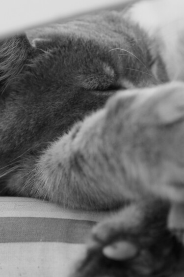 Photographie intitulée "Sieste.jpg" par Florence Pouget-Landrieu, Œuvre d'art originale