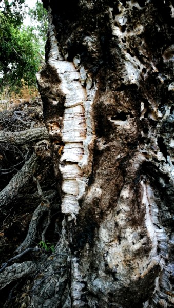 Photographie intitulée "Le gardien des Lièg…" par Isabelle Pautrot, Œuvre d'art originale