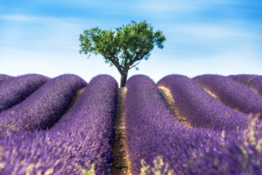 Photography titled "LAVENDER" by Jean Claude Lataste, Original Artwork, Digital Photography