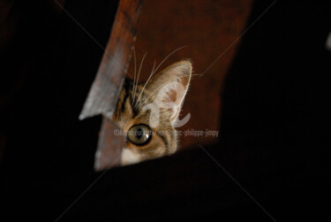PETIT CURIEUX