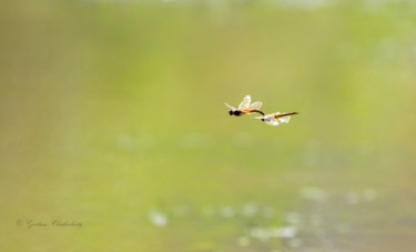 Fotografía titulada "The Joy of Life!" por Goutam Chakraborty, Obra de arte original