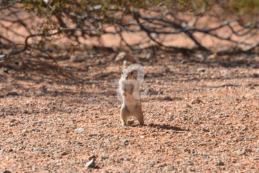 LE PETIT ÉCUREUIL-ANTILOPE DE LA VALLÉE DE FEU