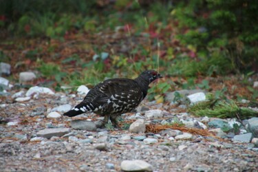 Photography titled "Ptarmigan" by Elke Matthaeus, Original Artwork