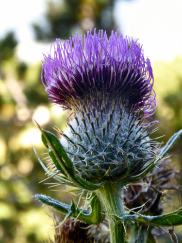Photographie intitulée "Chardon" par Jean Paul Rosso, Œuvre d'art originale